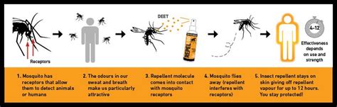 Using DEET: How Insect Repellent Works .